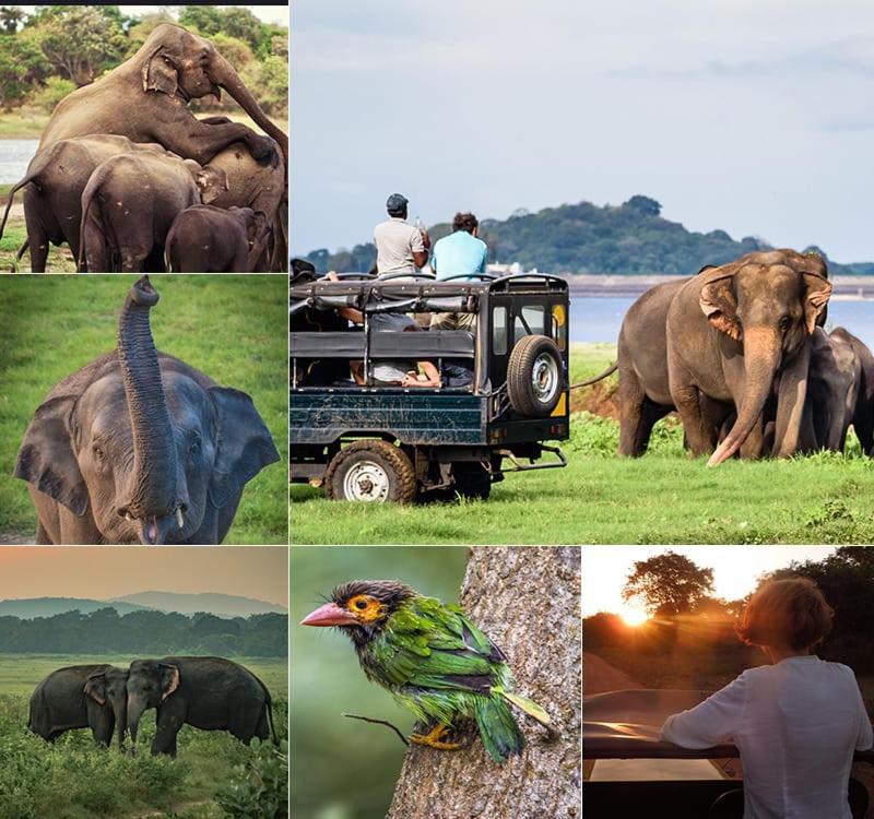Manju Homestay Sigiriya Bagian luar foto